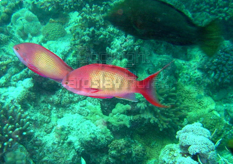 DSCF8099 barevne ryby